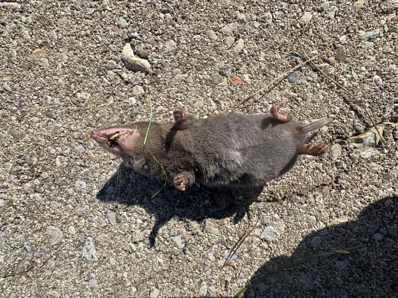 Tracking post – short tailed shrew – Field Notes of a Tracker