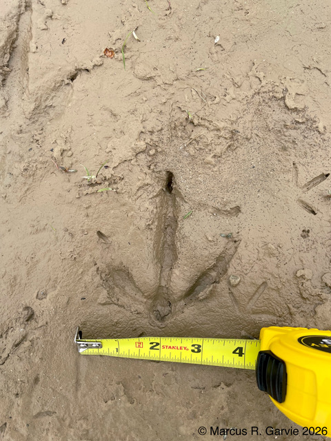 Canada Goose: Guelph, 2022