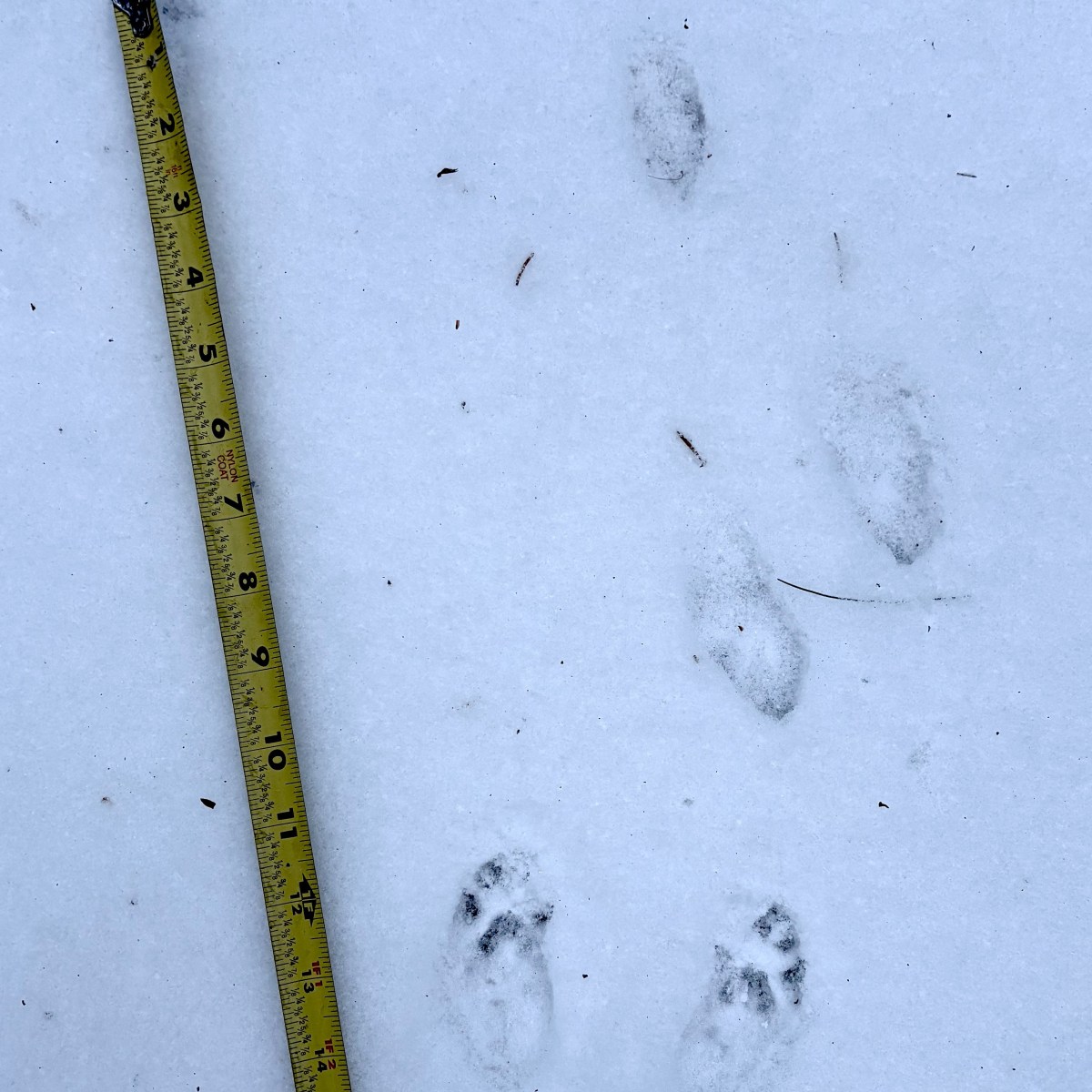 Squirrel gait variations