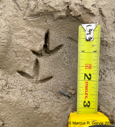 Killdeer: Guelph, 2022