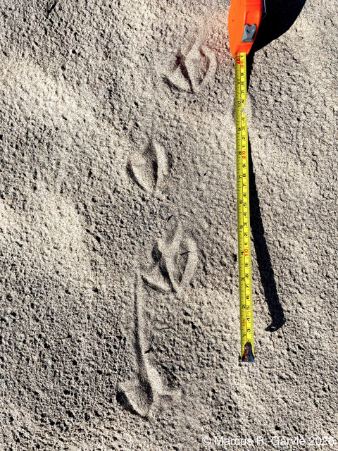 Gull: Wasaga Beach, 2022