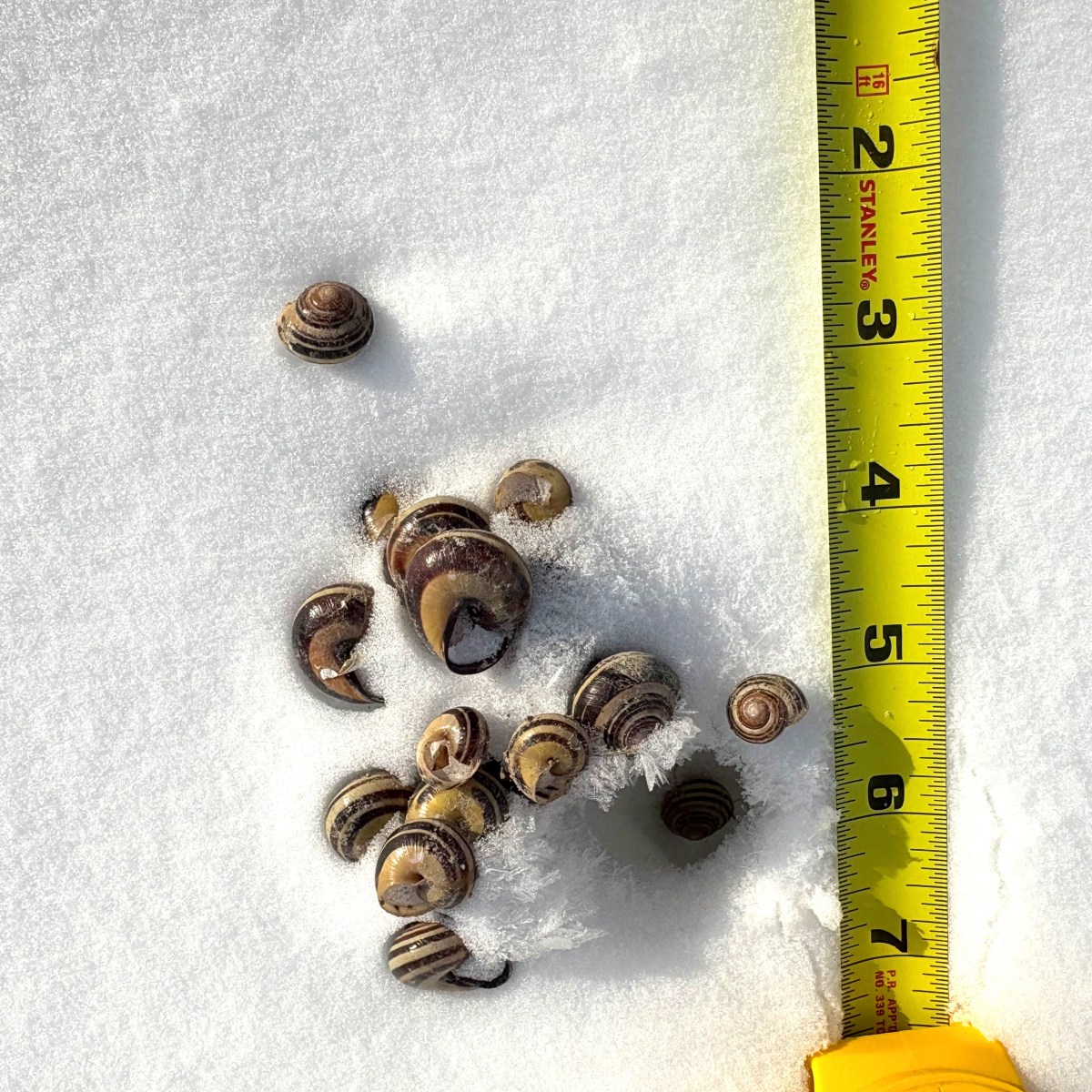 Small critters in the&nbsp;snow