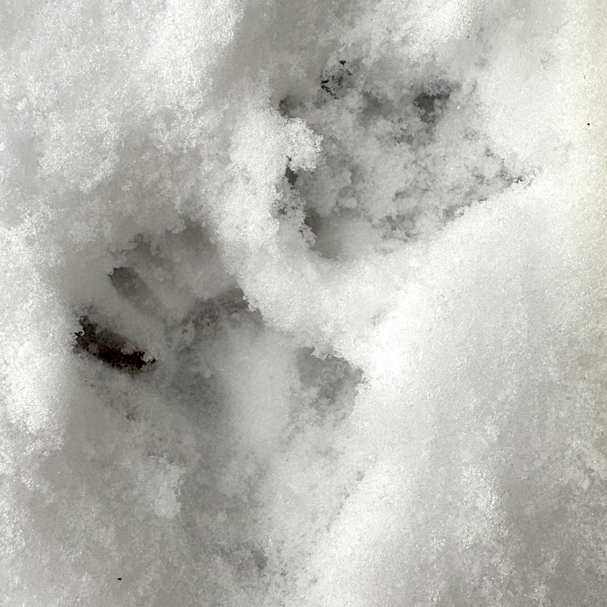 Opossum tracks in&nbsp;Winter