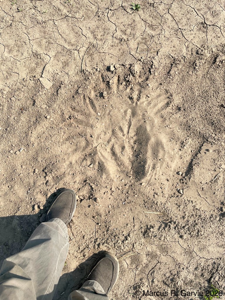 Turkey dust bath: Woodstock, Ontario, 2023