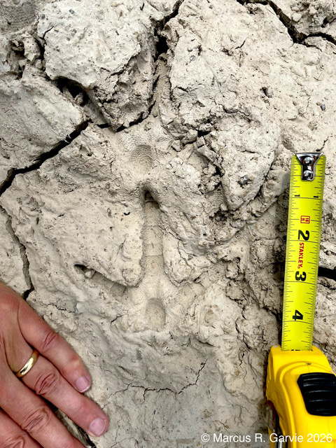 Turkey: Guelph, 2022