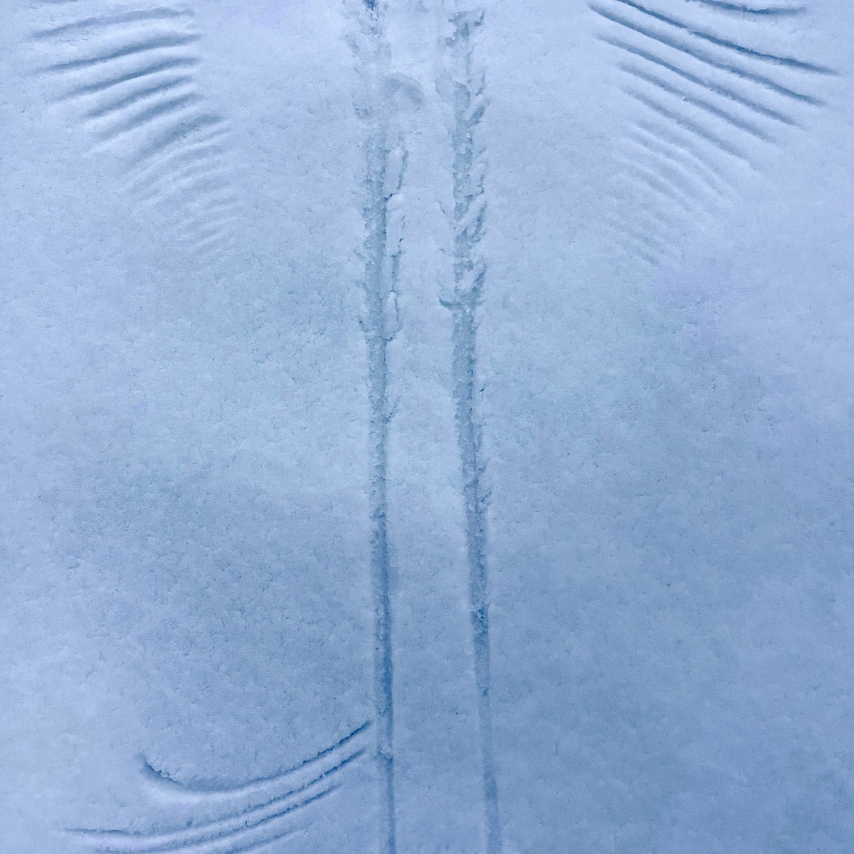 Tracks on a golf course in&nbsp;Winter