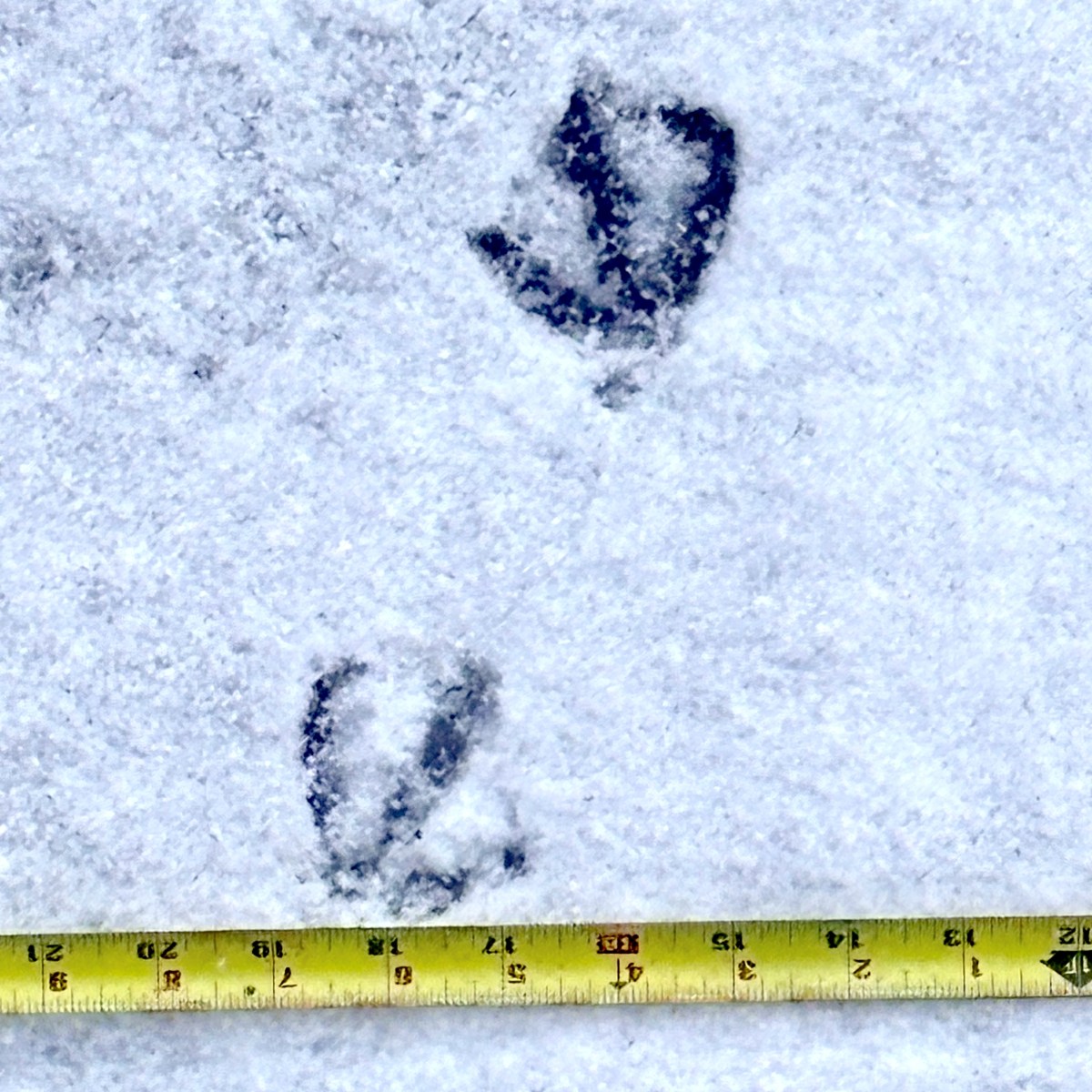 Miscellaneous Winter observations in the Guelph&nbsp;area