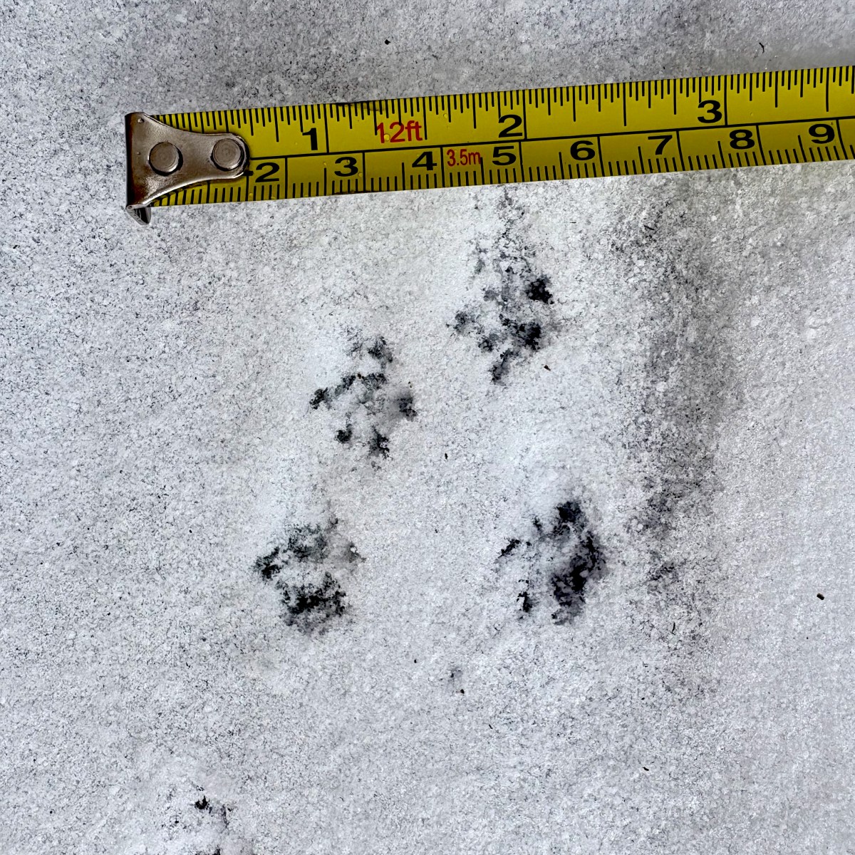 Late Winter Observations