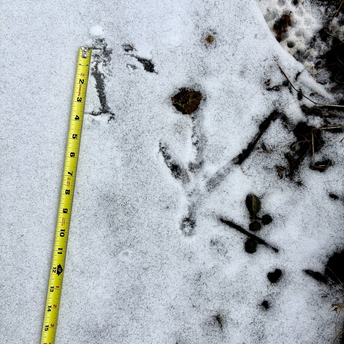 Even more late Winter&nbsp;Observations