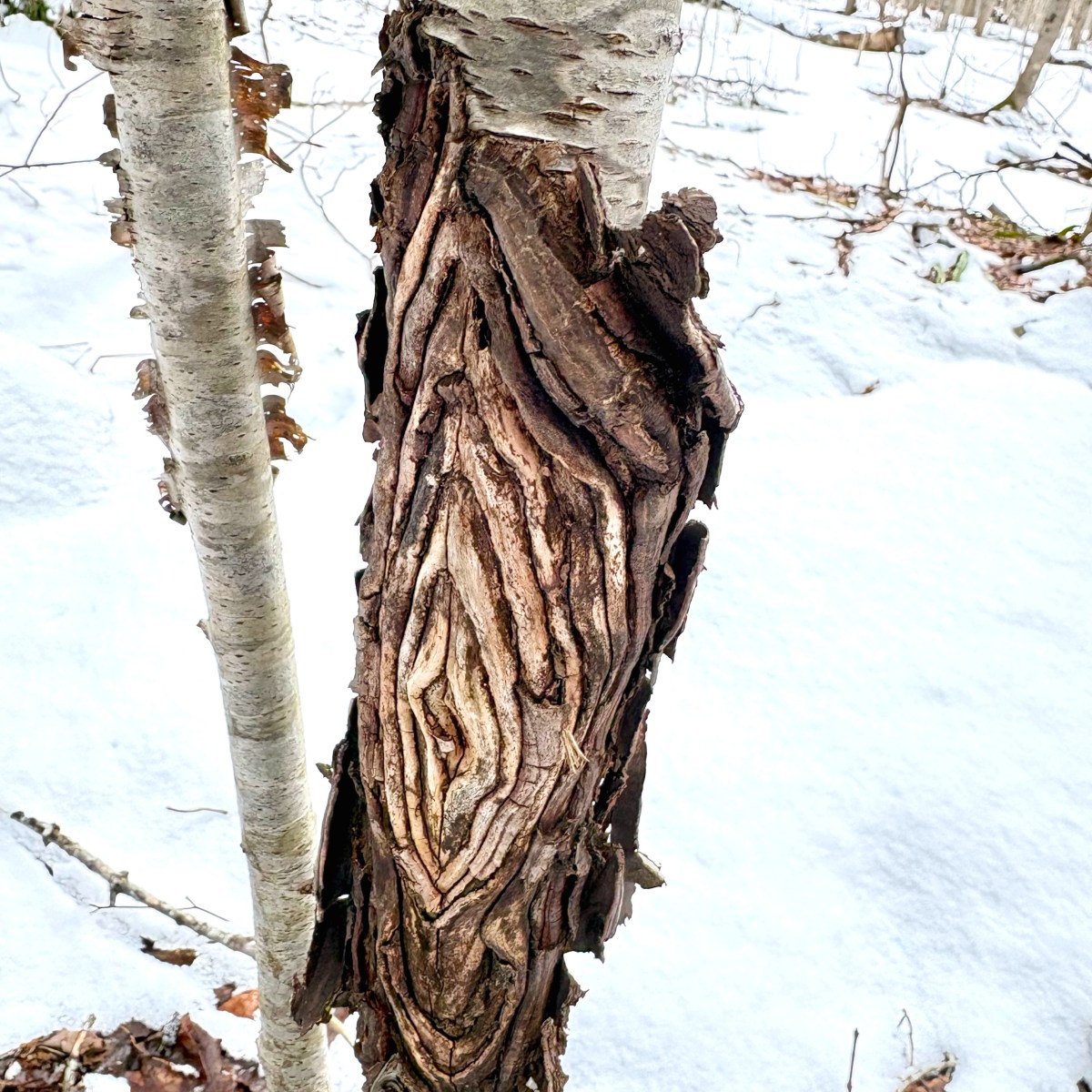 Miscellaneous observations near Durham,&nbsp;ON