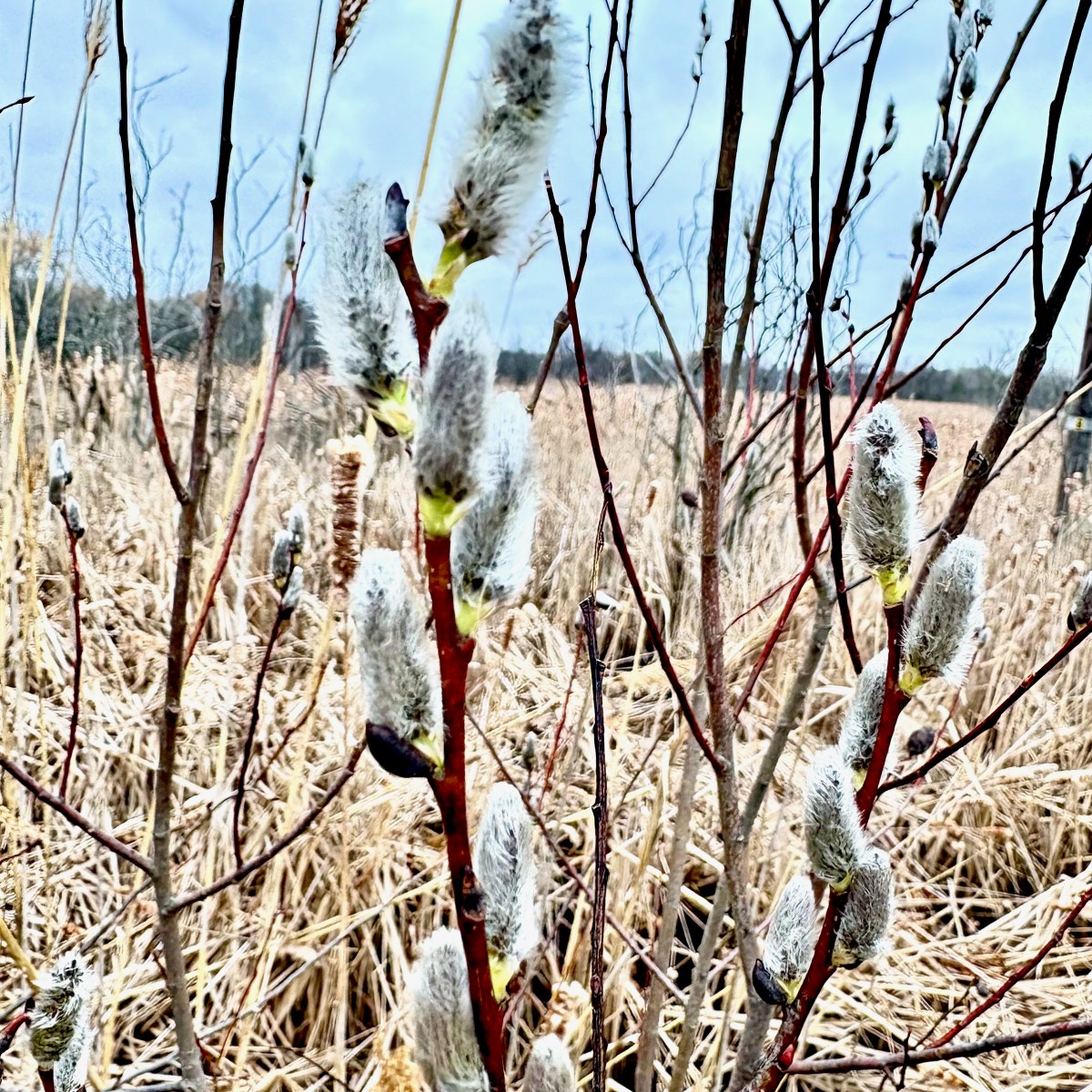 Early Spring Observations