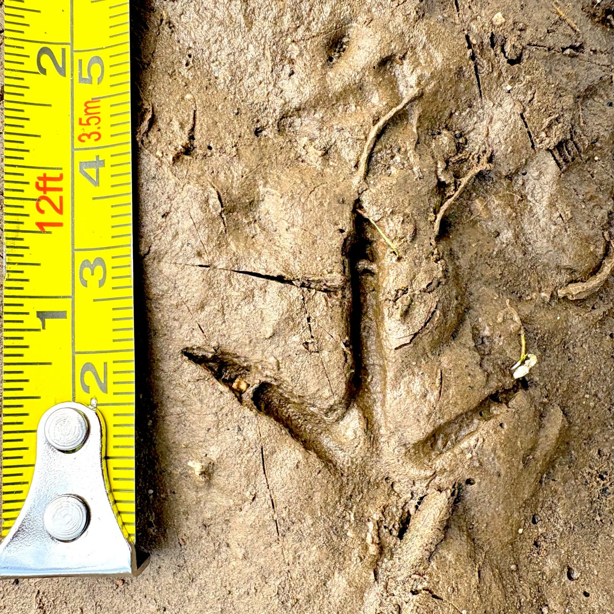 Tracks on a Building Site in Southern&nbsp;Guelph