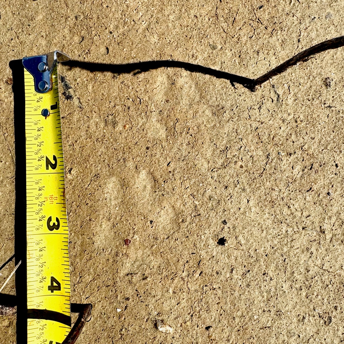 More Spring Observations near Mono Cliffs Provincial&nbsp;Park